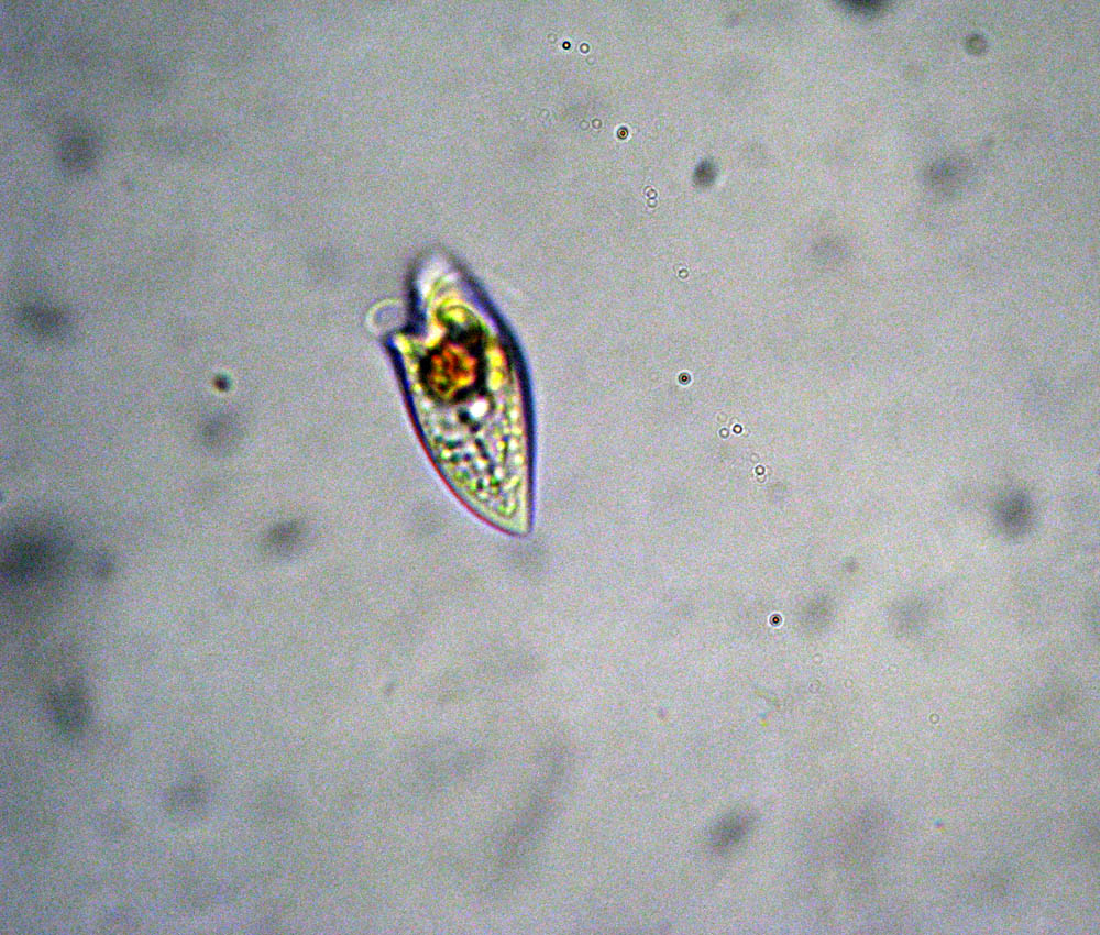 Oxyrrhis marina, dinoflagellato marino